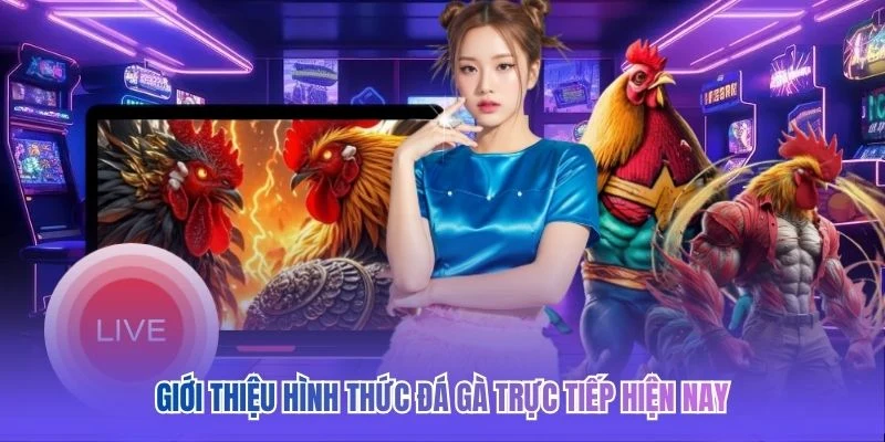 Giới thiệu h&igrave;nh thức đ&aacute; g&agrave; trực tiếp hiện nay